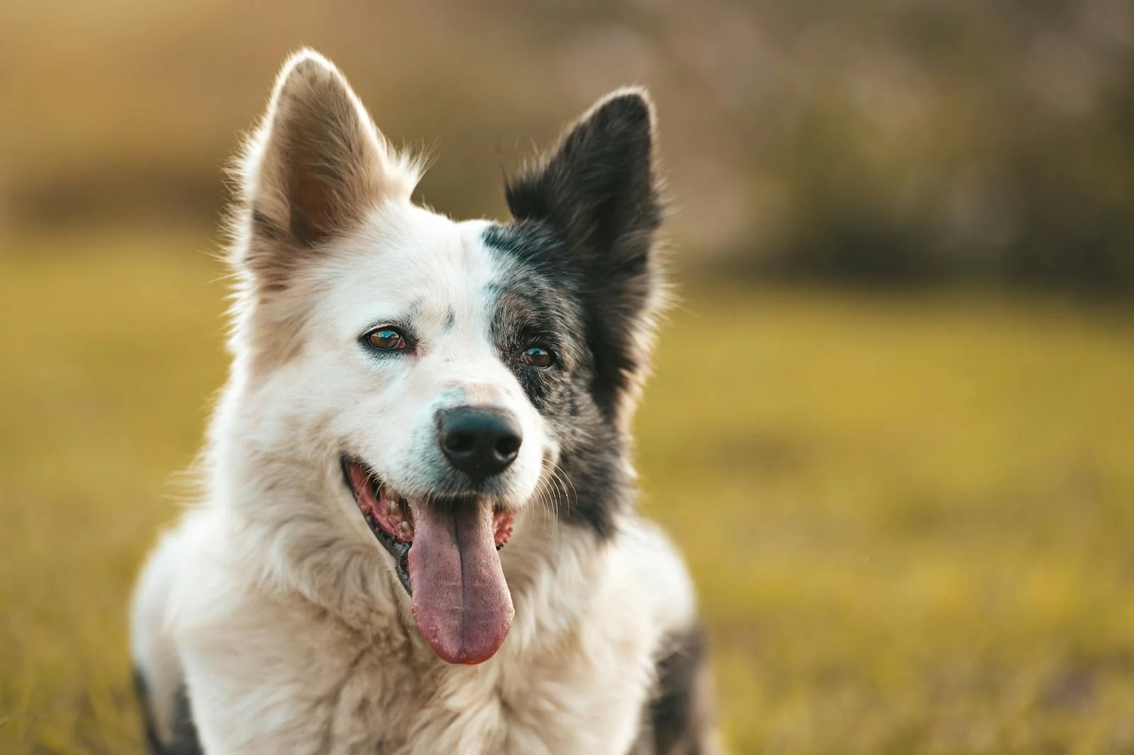 Makanan Yang Mengandung Kalsium Untuk Anjing