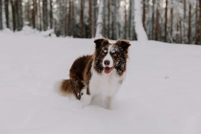 free-photo-of-funny-dog-standing-in-deep-snow-in-a-coni_002.jpeg