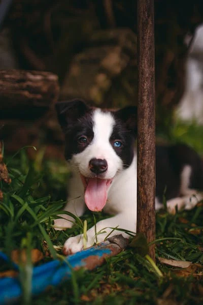 free-photo-of-picture-of-a-border-collie-outside_004.jpeg