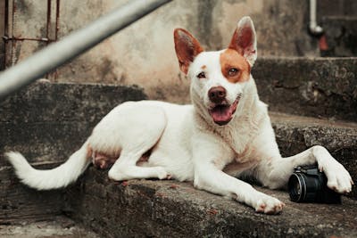 Royal Canin Recovery Harga