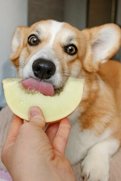 Food Anjing