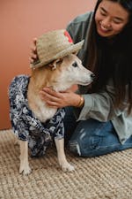 Perawatan Anjing Chihuahua