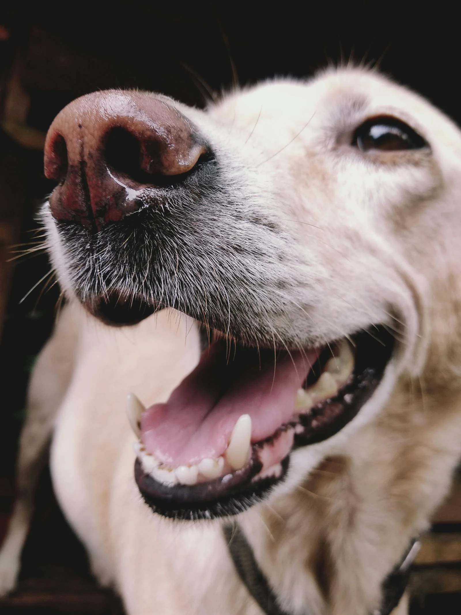 Makanan Yang Mengandung Kalsium Untuk Anjing